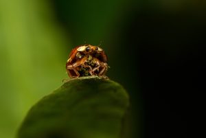 Read more about the article 【女王波曼陀】女王波曼陀療程說明：適應症、效果與術後注意