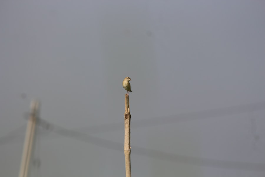 Photo Elf Needle