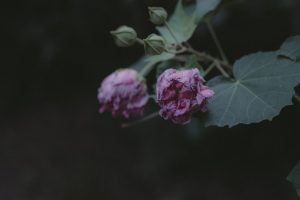 Read more about the article 【隱適美優缺點】 隱適美優缺點整理：治療時程、效果與限制