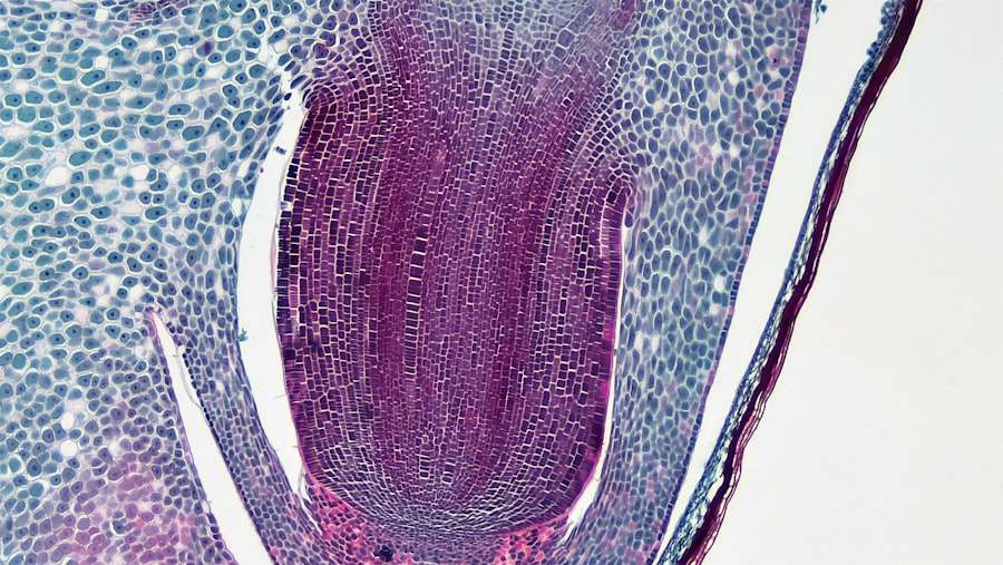 microscopic endodontics