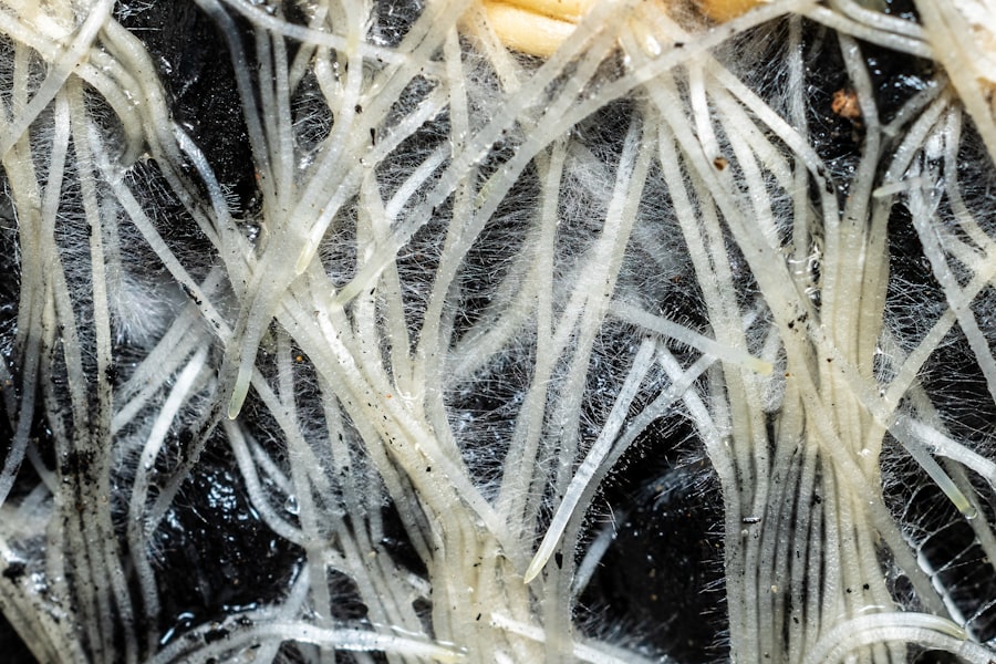Photo microscope root canal